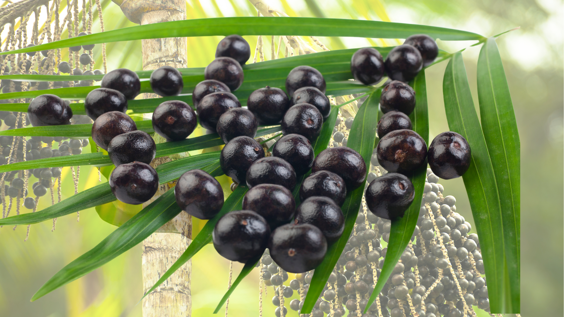 Açai Berries and Their Health Benefits