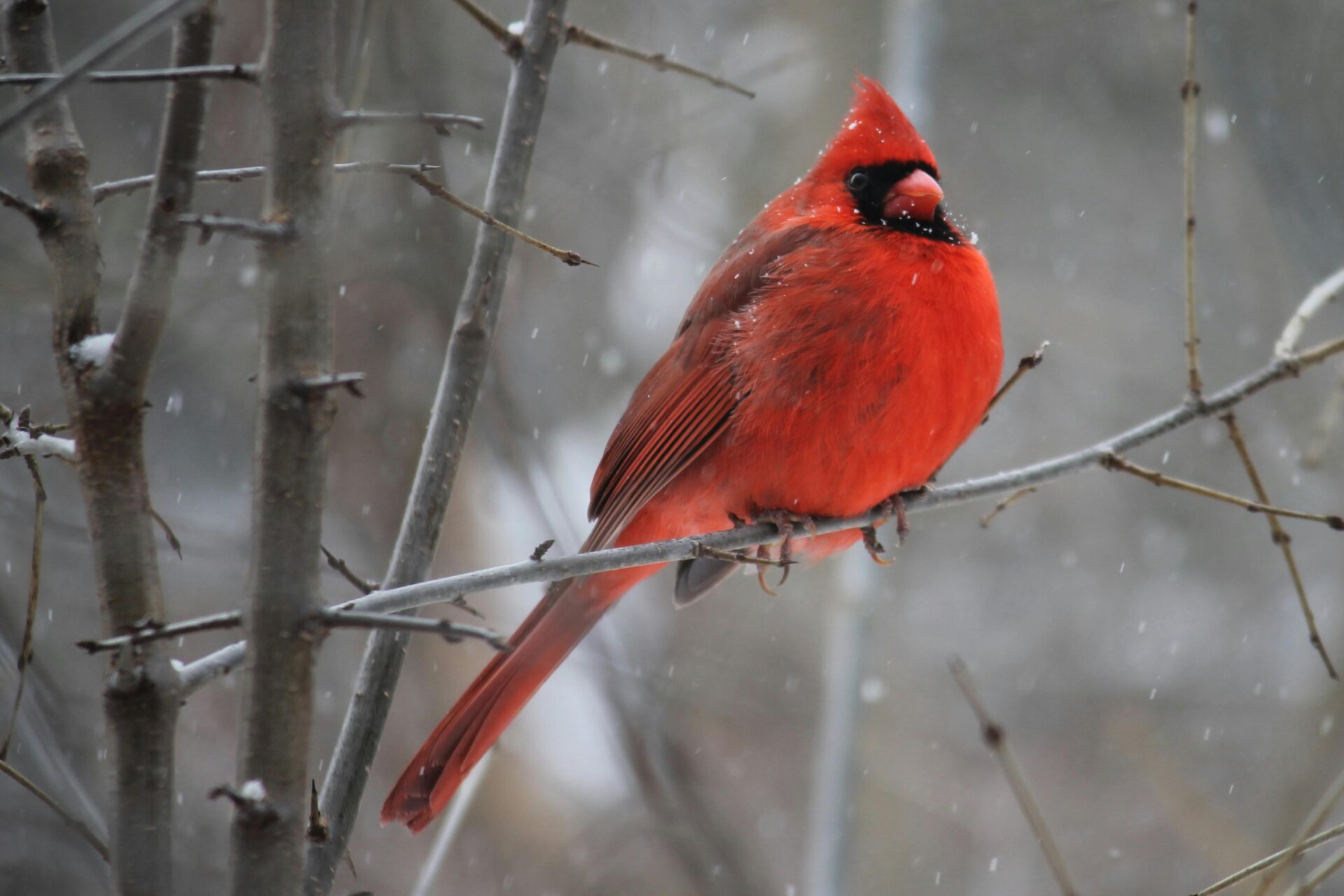 Winter Blues or Seasonal Affective Disorder